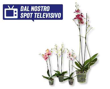 Phalaenopsis XXL GARDENLINE(R)