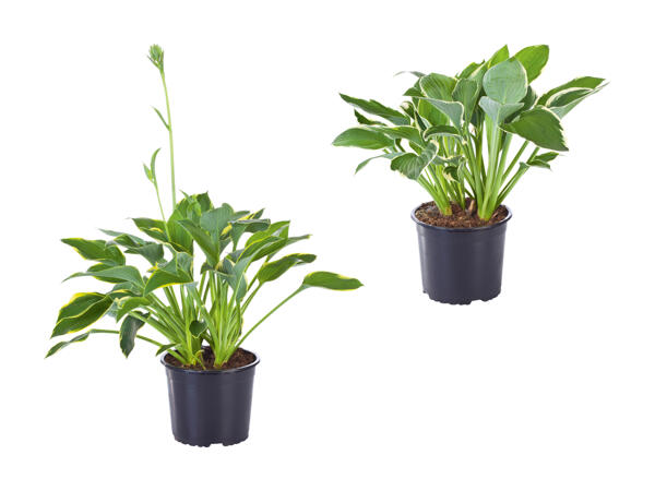 Hosta
