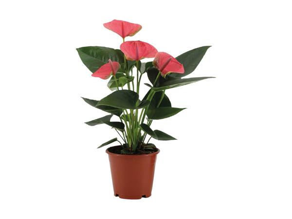 Flamingoblomst