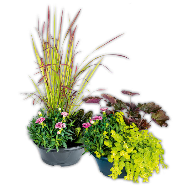 Trio Herbst Mix XL