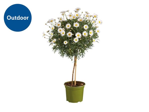 Marguerite