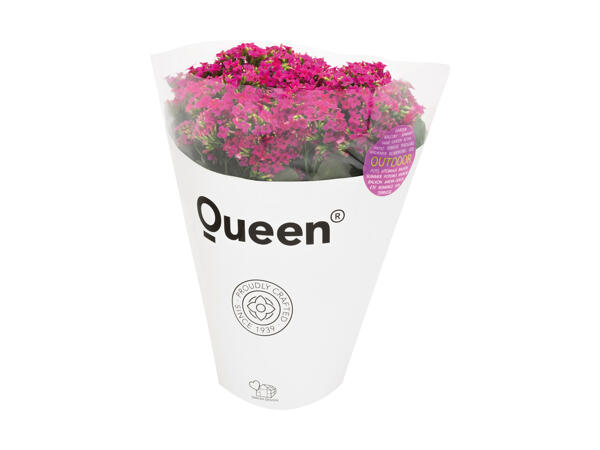 Stor Queen Outdoor kalanchoë