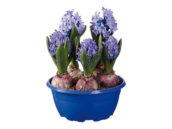 Hyacinths