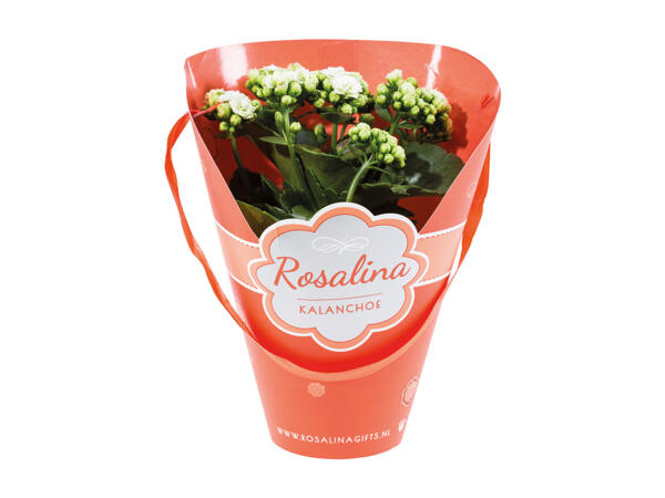 Kalanchoe