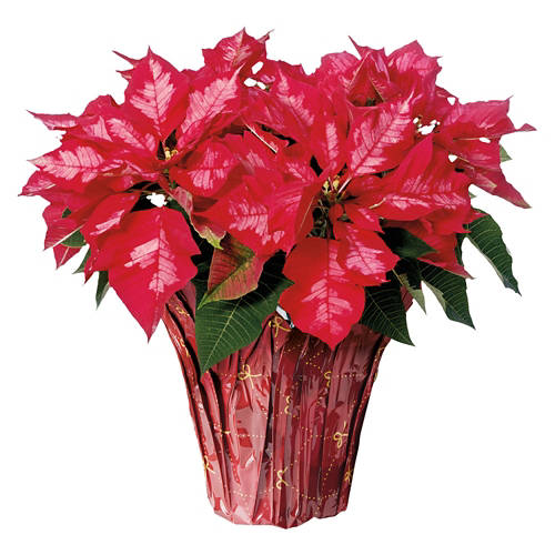 6" Poinsettias - Assorted Color