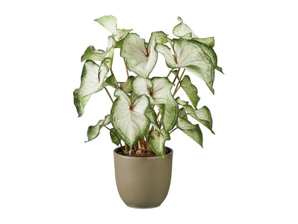 Caladium Mix