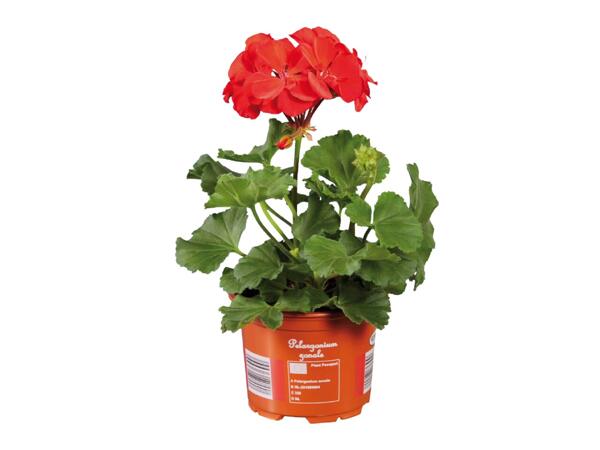 Geranium