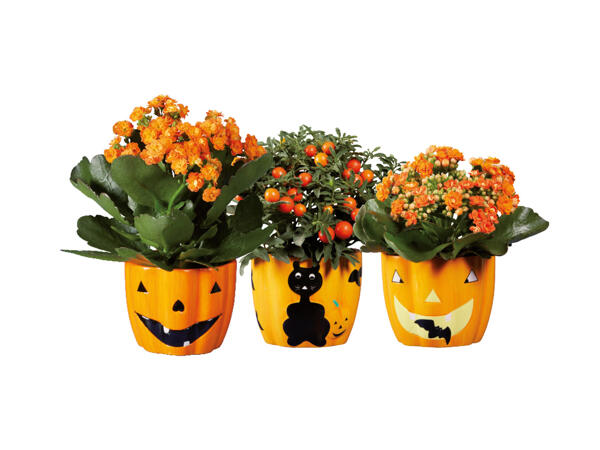 Växt i halloweenkruka
