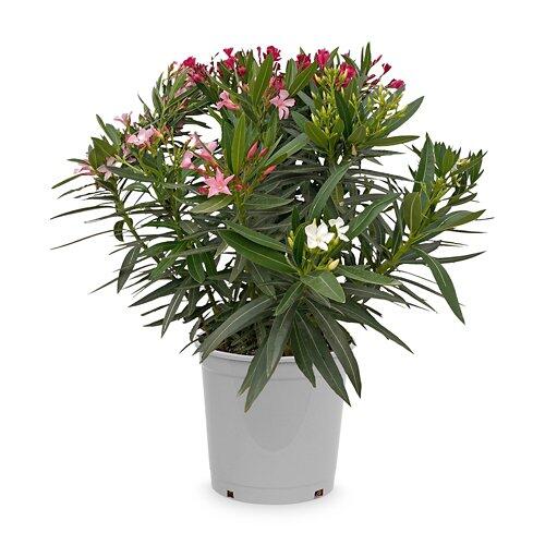 Oleander Trio*