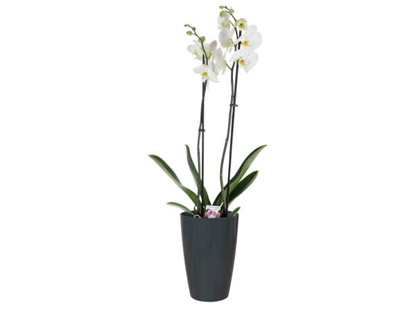 Blomkruka, 17,5 l