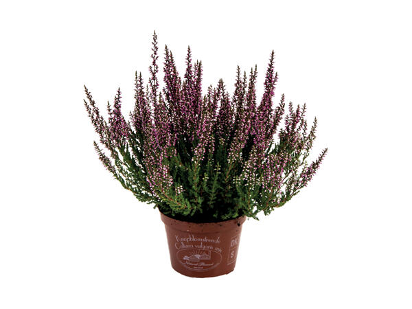 Calluna lyng