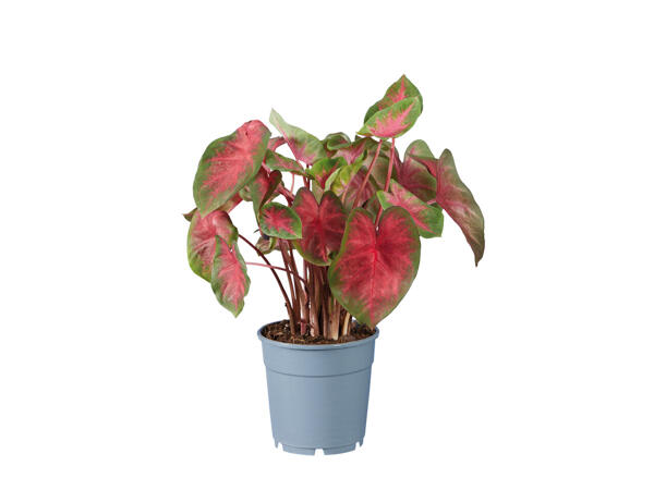 Caladium-Mix Urban Jungle