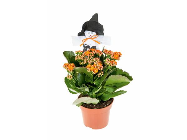 Kalanchoé Halloween
