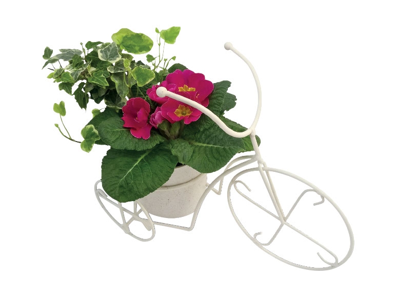 Primrose in Bicycle