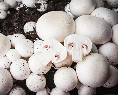 Button Mushroom Growing Kit