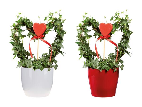 Anthurium, rose tige, lierre dans un cache-pot