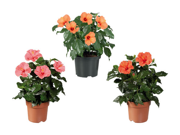 Buisson d'hibiscus