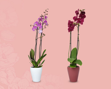Orchidee