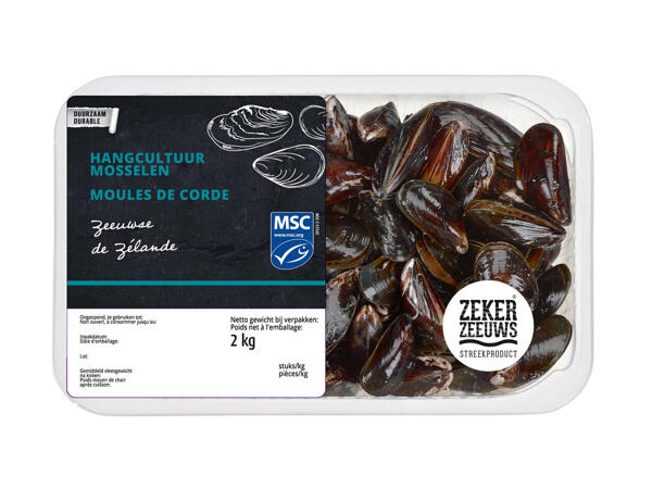 Moules élevées sur courdes