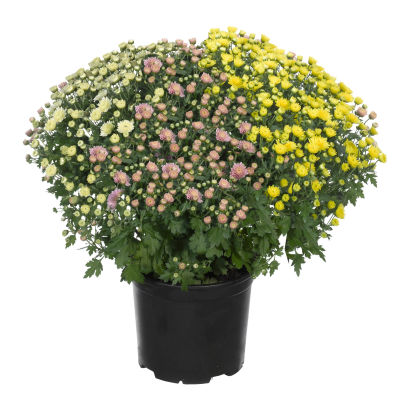 Krysantemum