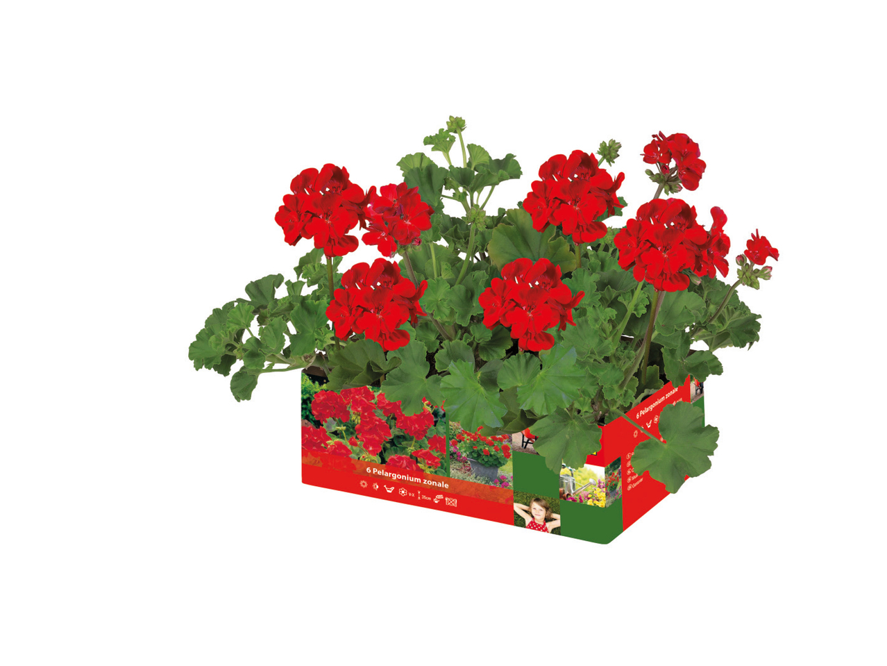 Upright Geraniums1