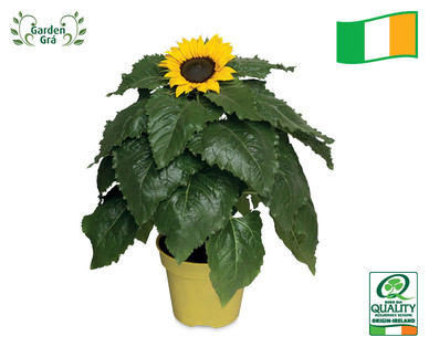 Irish Grown Sunflowers