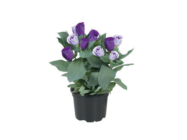 Eustoma