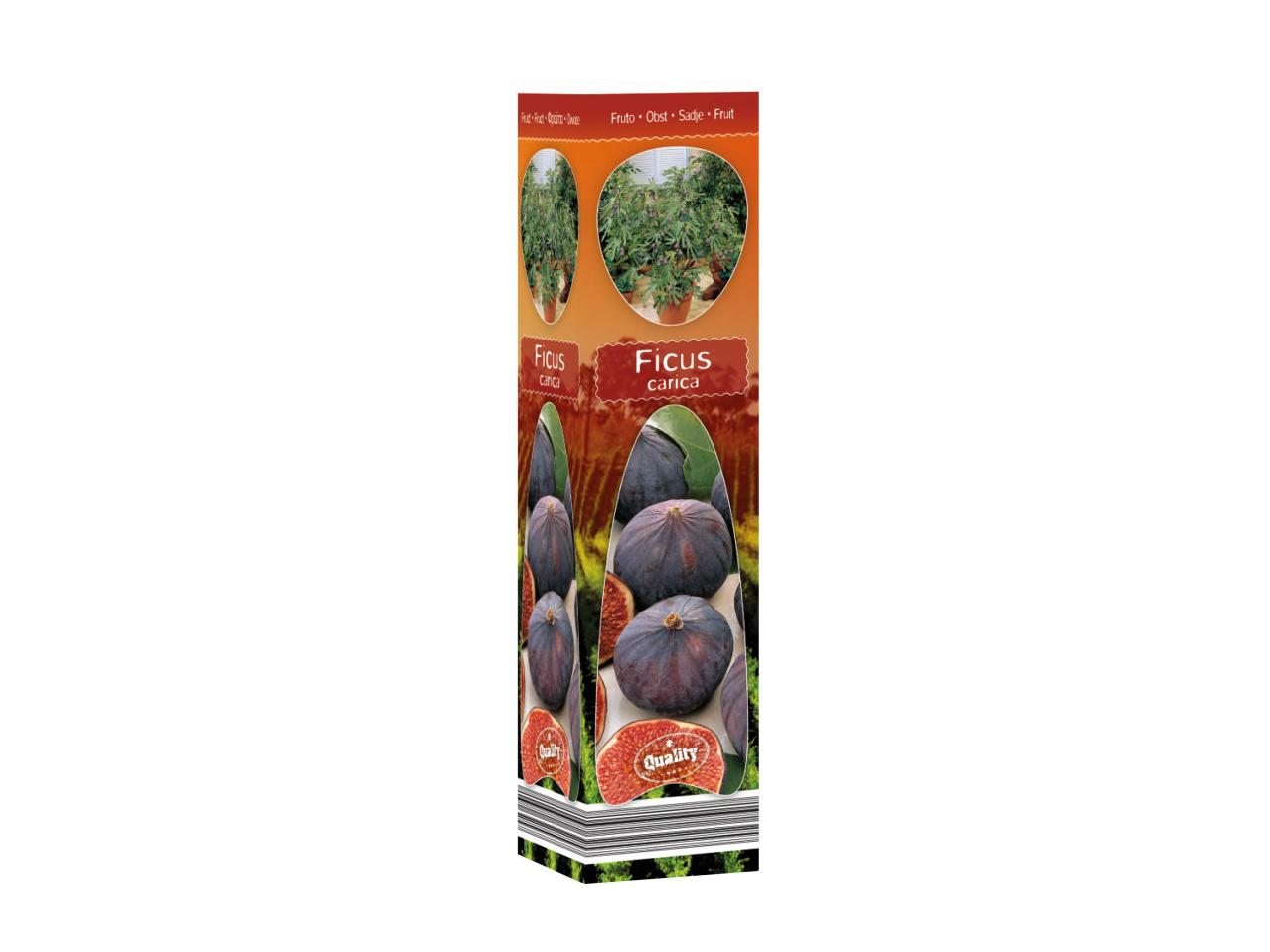 Mediterranean Plants1