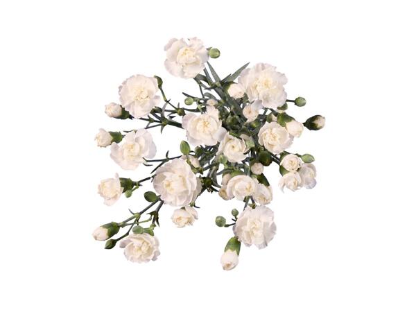 Spray Carnations