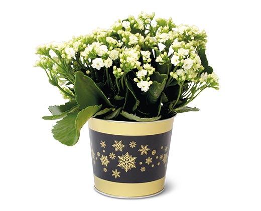 Holiday Kalanchoe Assorted Colors