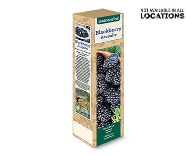 Gardenline 
 Berry Bush Assorted Varieties