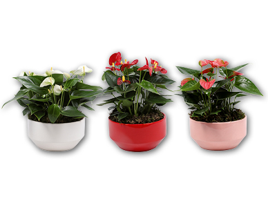 Anthurium
