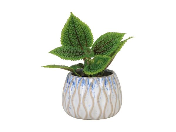 Grøn plante i keramik