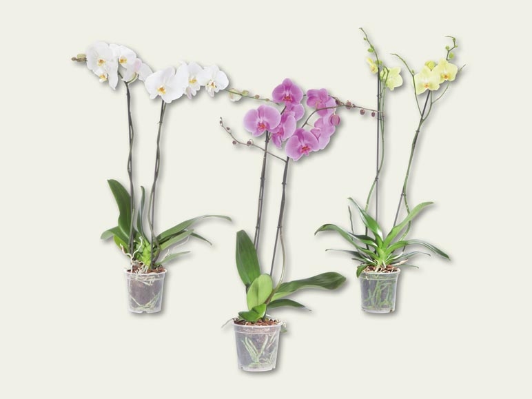 Phalaenopsis XXL (dès 15.9.)