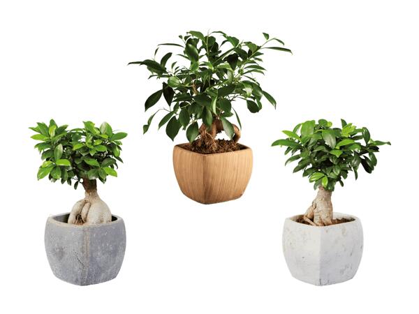 Ficus ginseng dans un pot en céramique carré