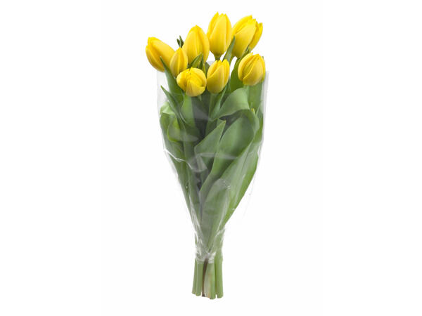 Tulipes