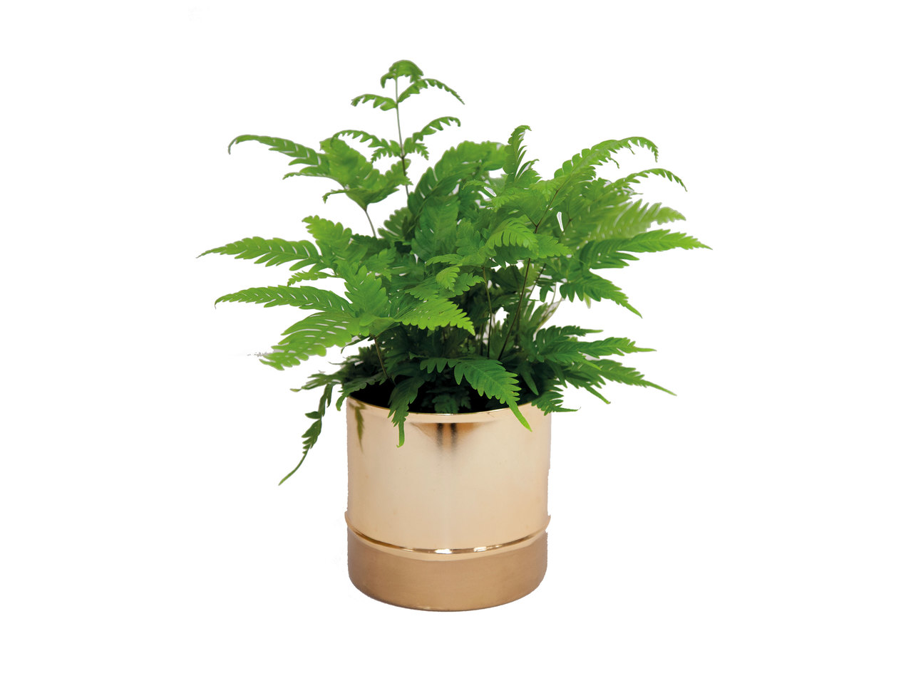 Houseplant in Copper Pot1