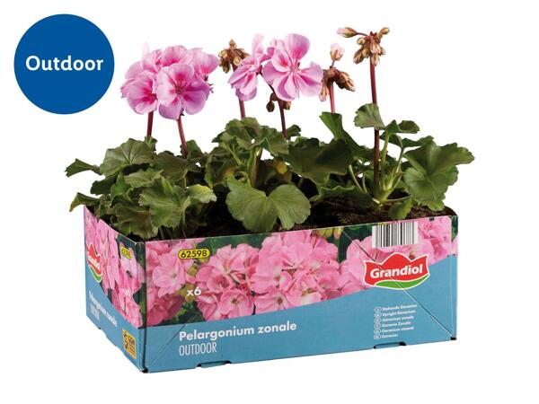 Upright Geraniums