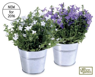 Campanula