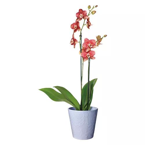 5" Mother's Day Orchid - Assorted Color
