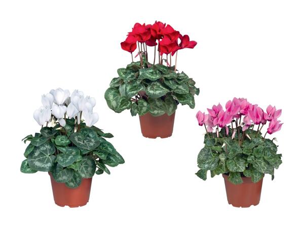 Cyclamen