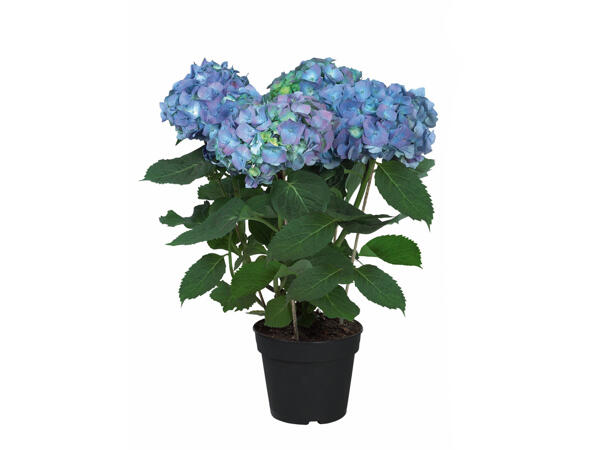 Hortensia