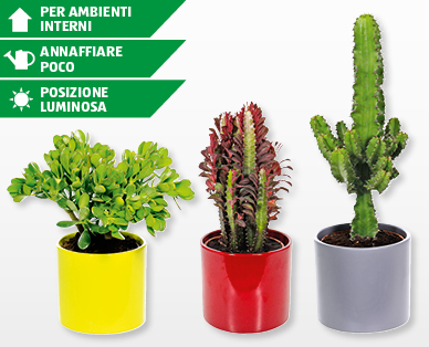 Cactus assortiti in vaso