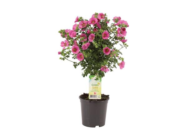 Opstammet terrasseplante