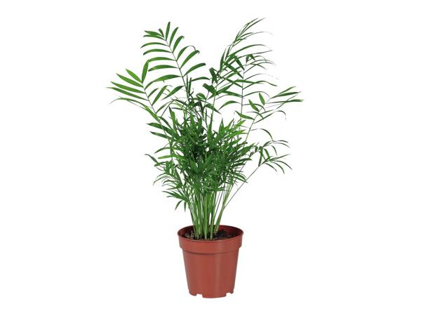 Assorted Green Houseplants