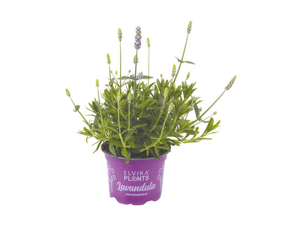 Lavendel "Hidcote Blue"