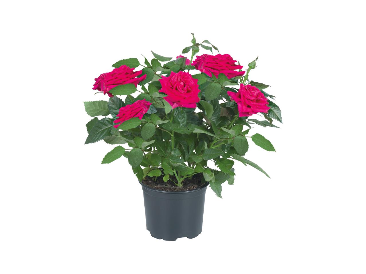 Mini Rose1