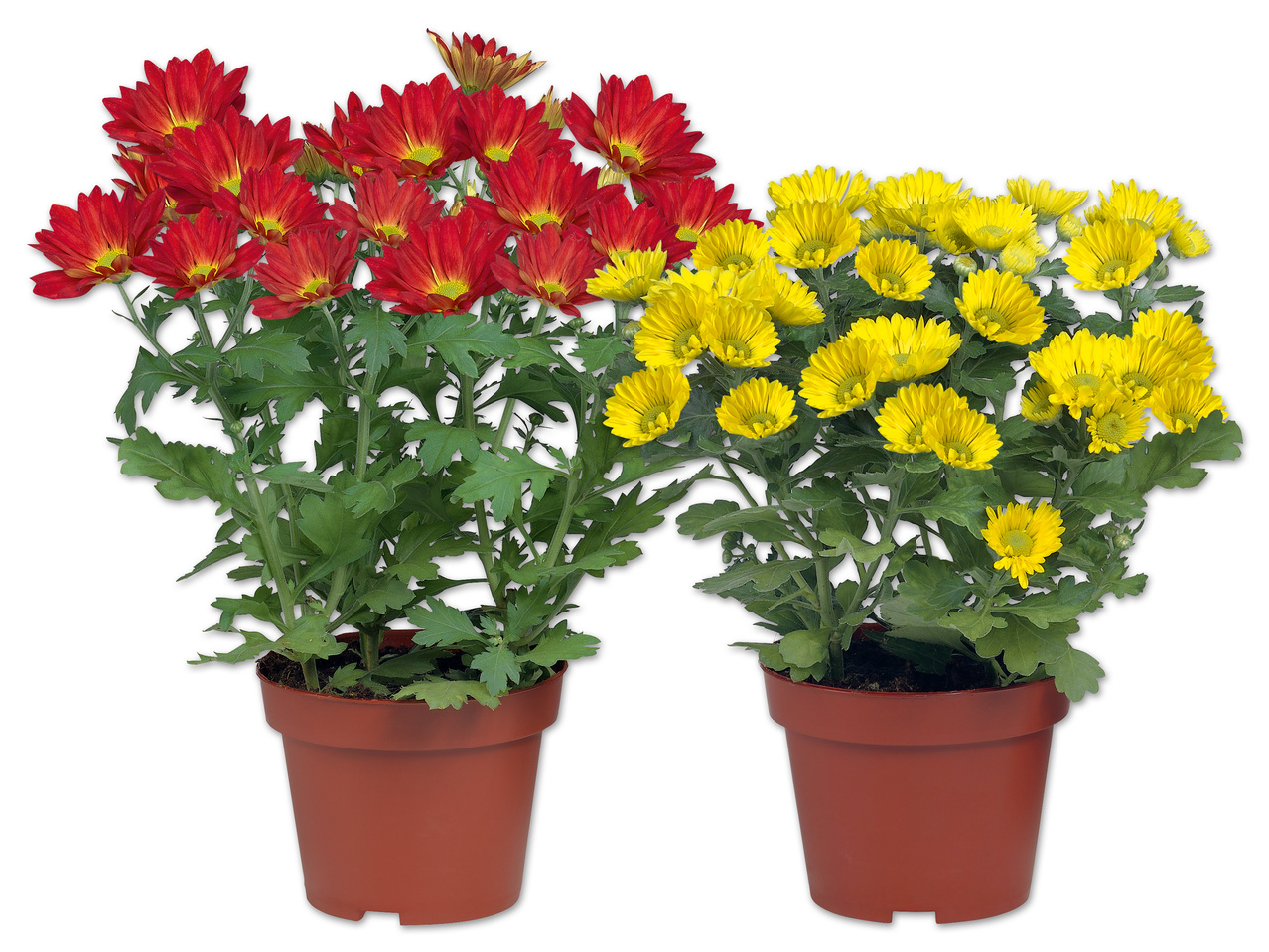 Chrysantheme Mehrtrieber