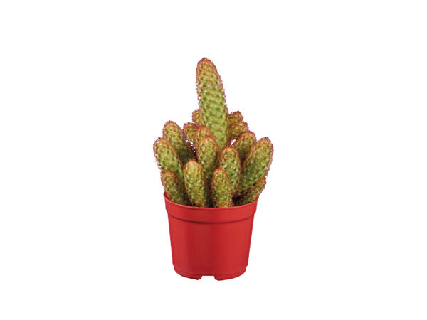 Cactus or Succulent
