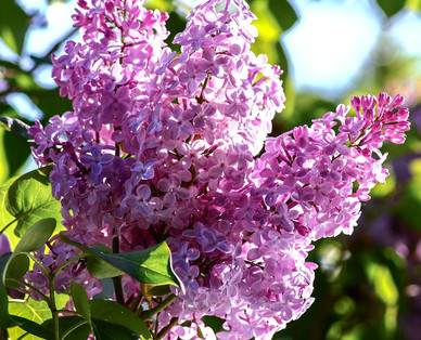 Gartenflieder